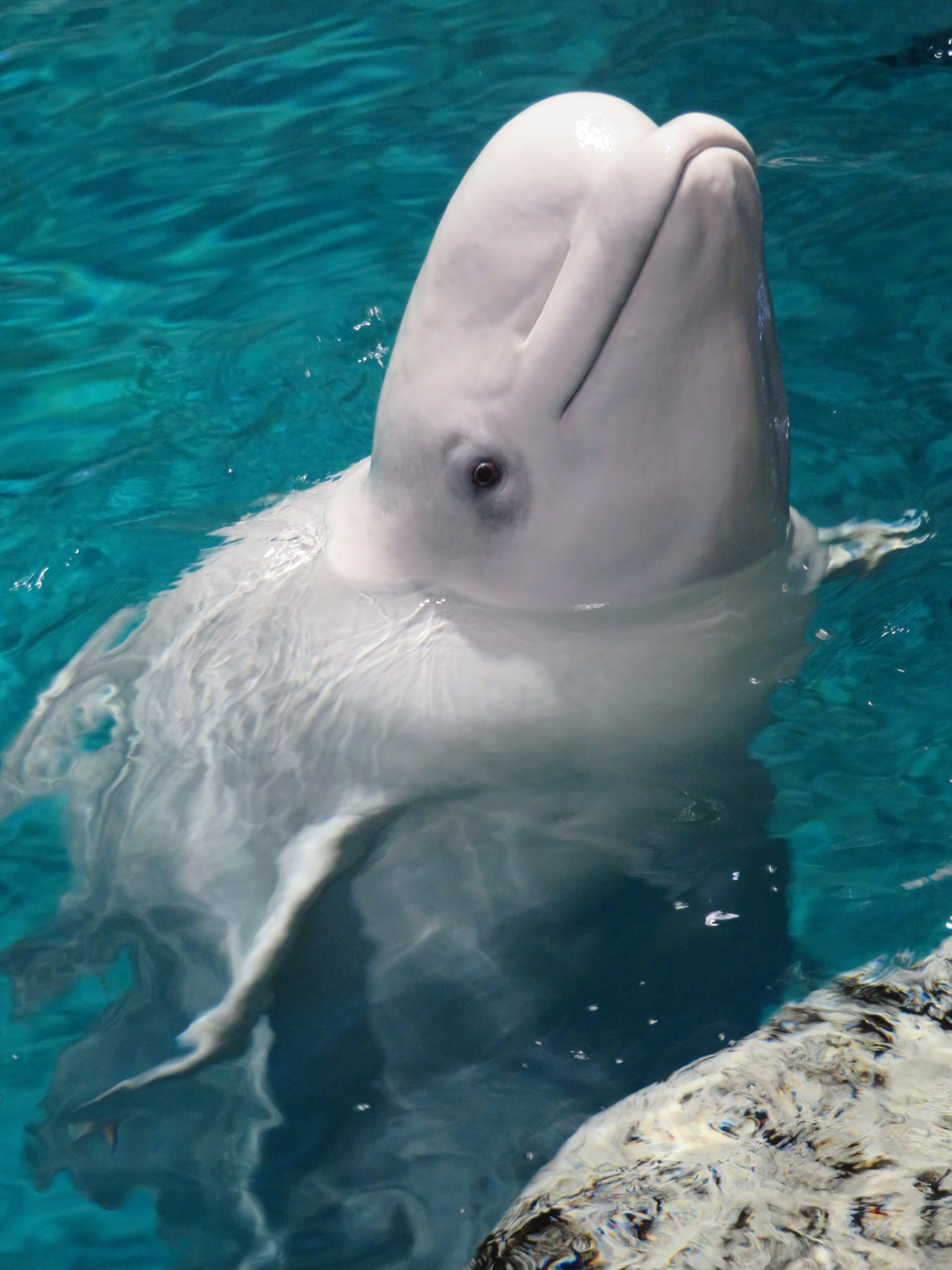 表情がとても可愛いベルーガ 名古屋港水族館 Miuの動物ブログ