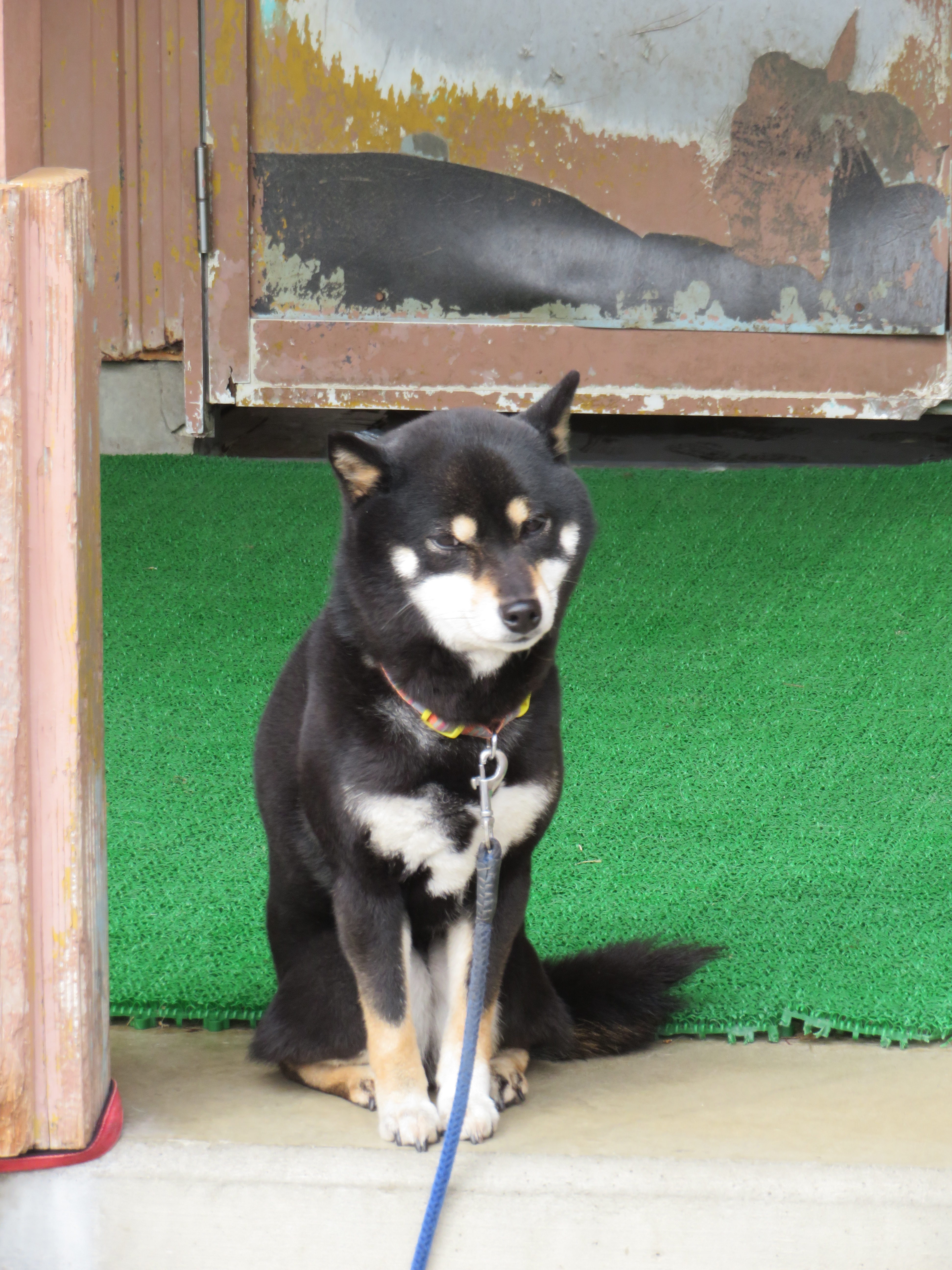 柴犬が可愛い わんわん動物園 Miuの動物ブログ