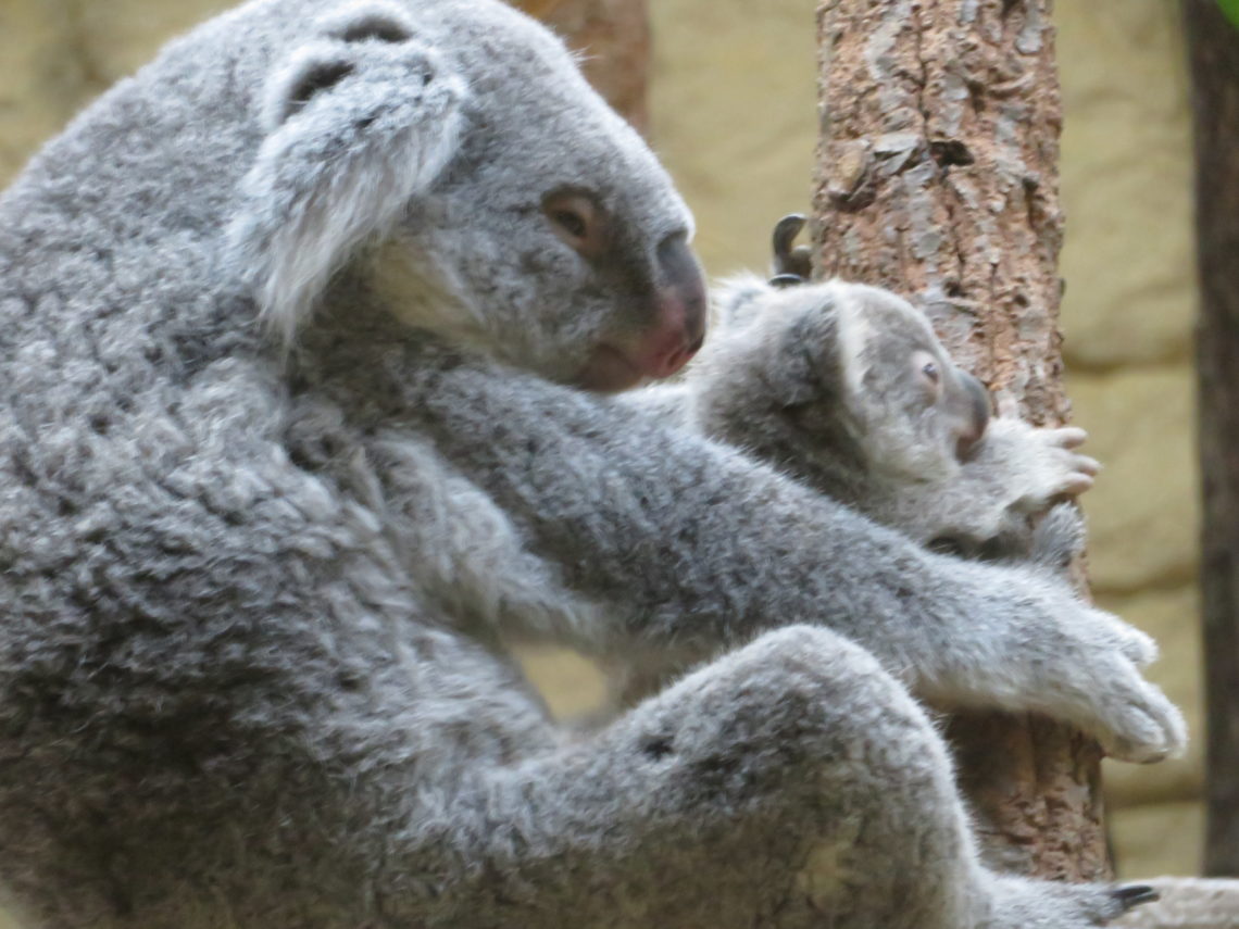 コアラのホリーの赤ちゃん東山動植物園 Miuの動物ブログ