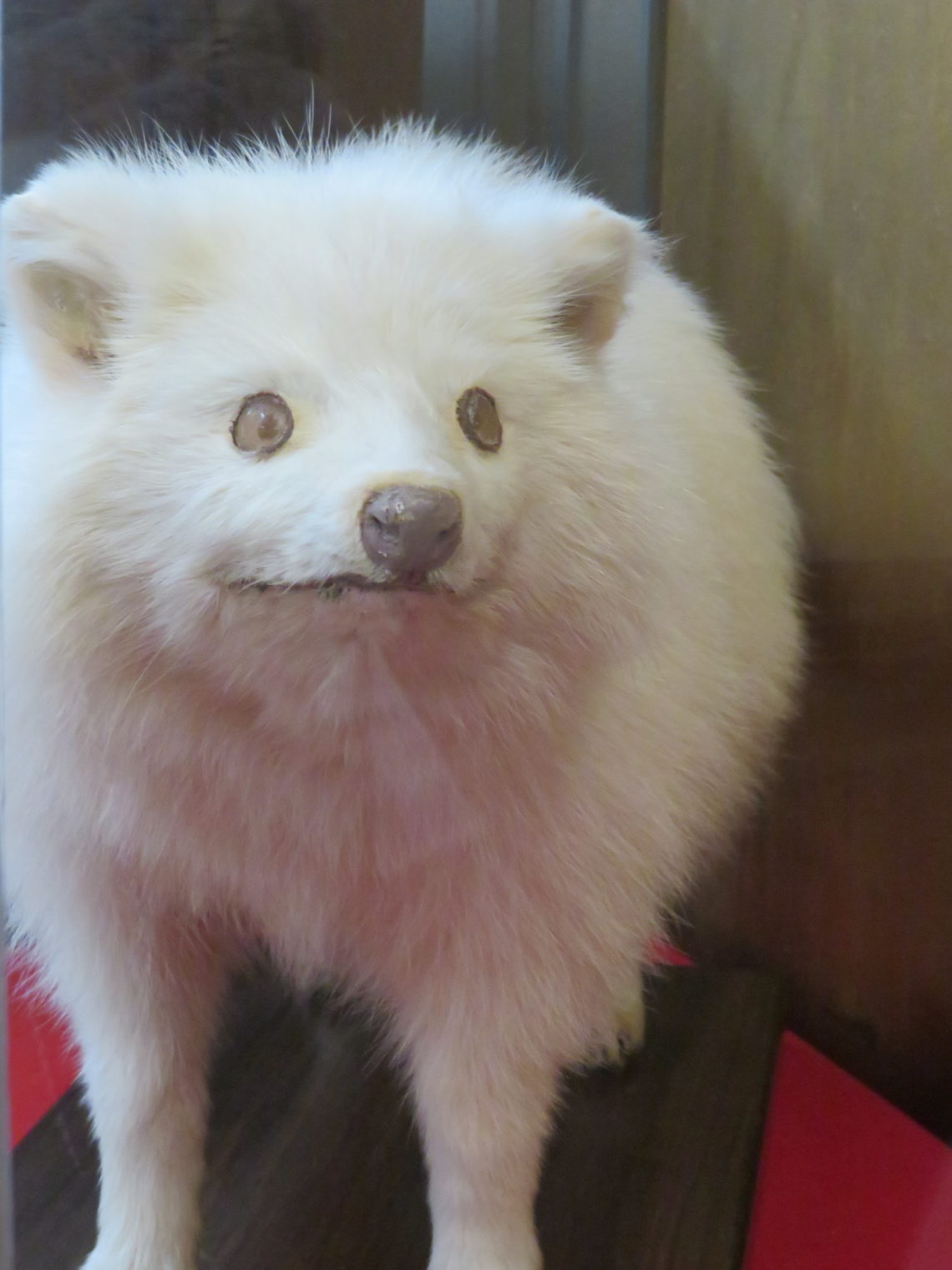 幸福を招く白いたぬきの福ちゃんと明智光秀公ゆかりの地 Miuの動物ブログ