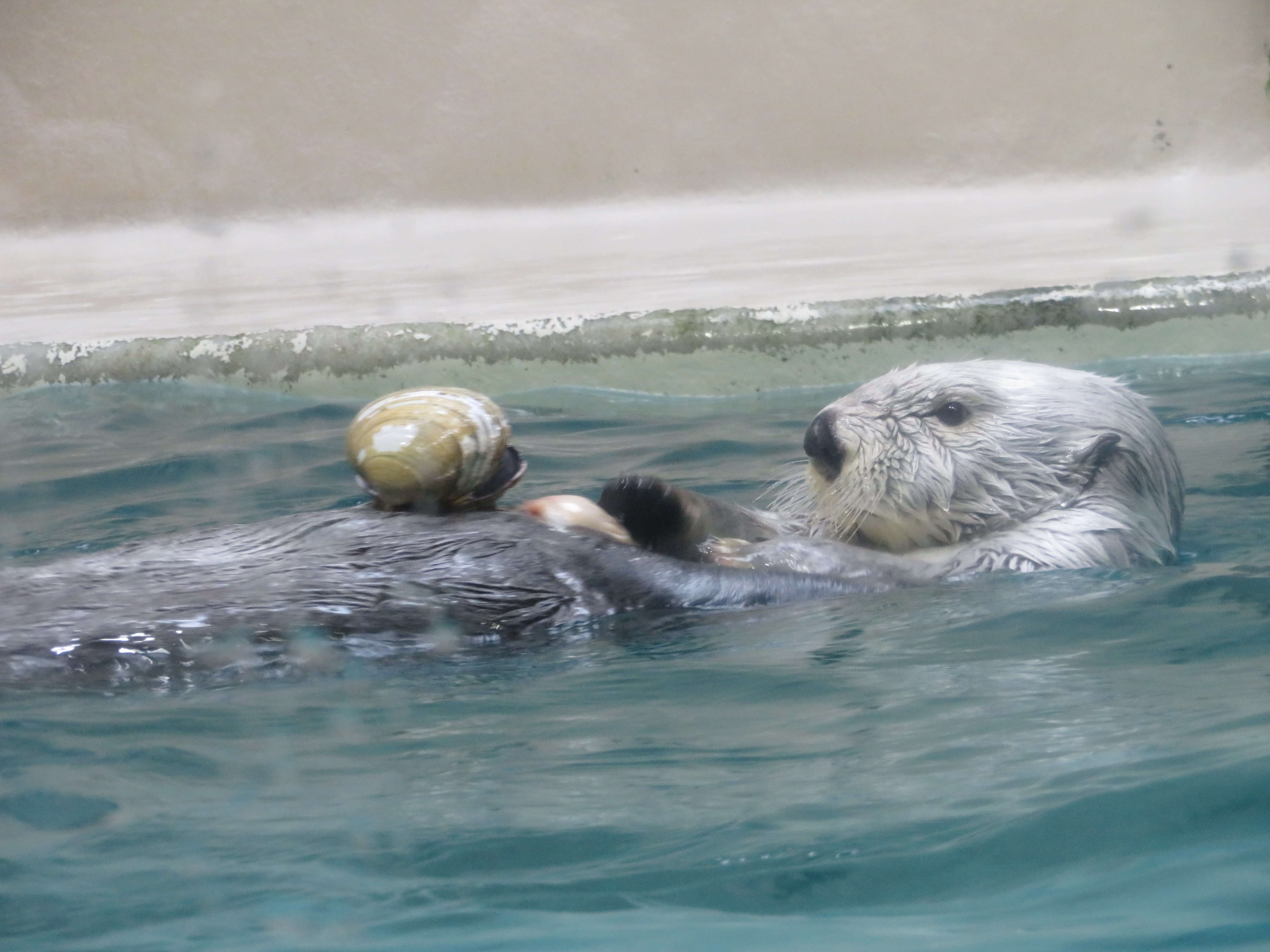 お食事タイムが見れる ラッコのメイちゃん 鳥羽水族館 Miuの動物ブログ